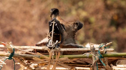 Spirits in the Akha Forest